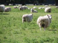 Albums/20060200-New Zealand 2006/20060209-Haast-Wanaka/35